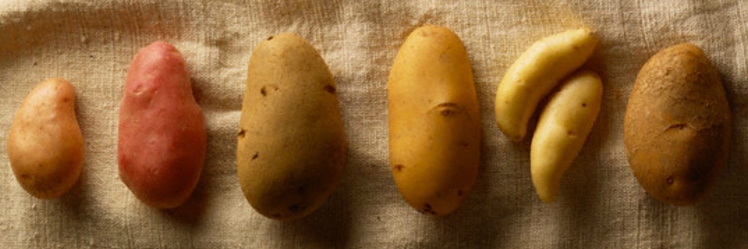 McCain Nederland banner