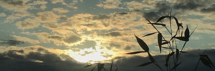 mxskence's profile banner image