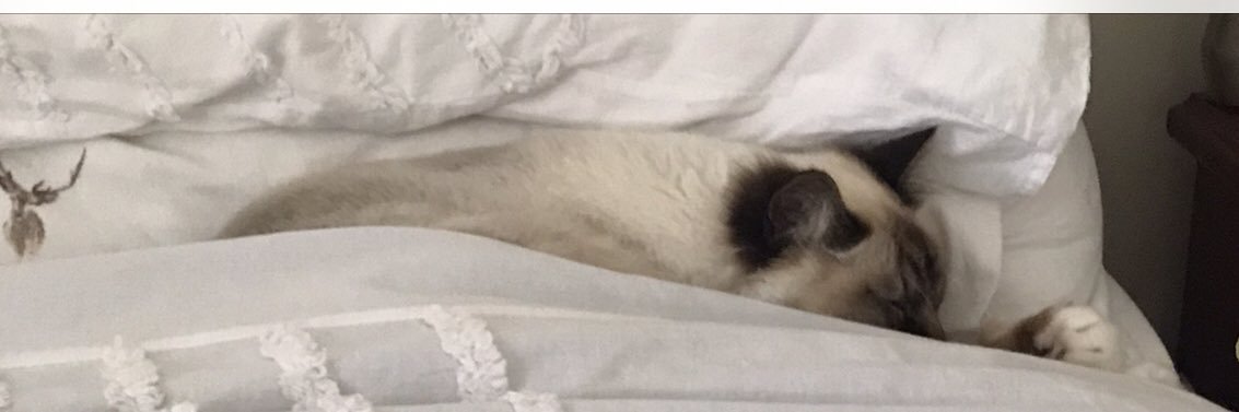 🌻kiwi girl🌻 🇬🇧🇳🇿🇮🇪🇪🇸Fully vaccinated! banner