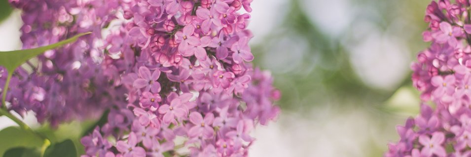 JulianneAugust's profile banner image