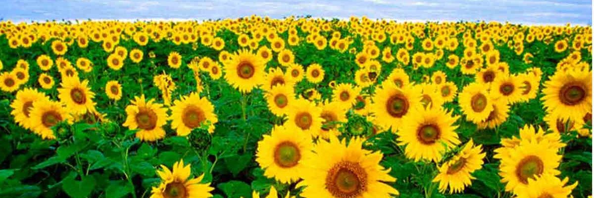 LiiGarcia's profile banner image
