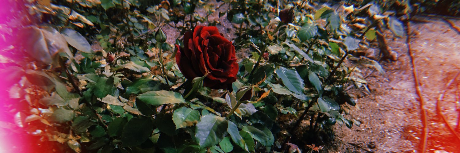 trianillas's profile banner image