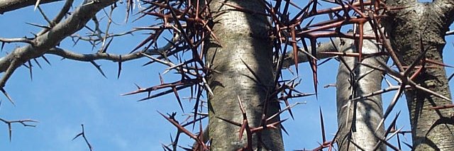 Sweet Home Alabama banner