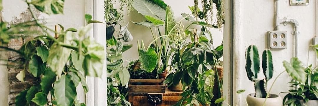 🌿👑✨ banner