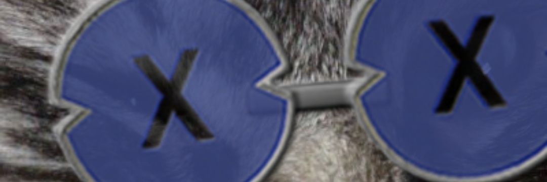 ニンタマくん🐈🏴‍☠️🐰🥕 banner