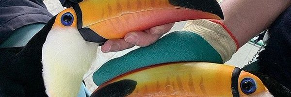 abcabcabc999666 Profile Banner