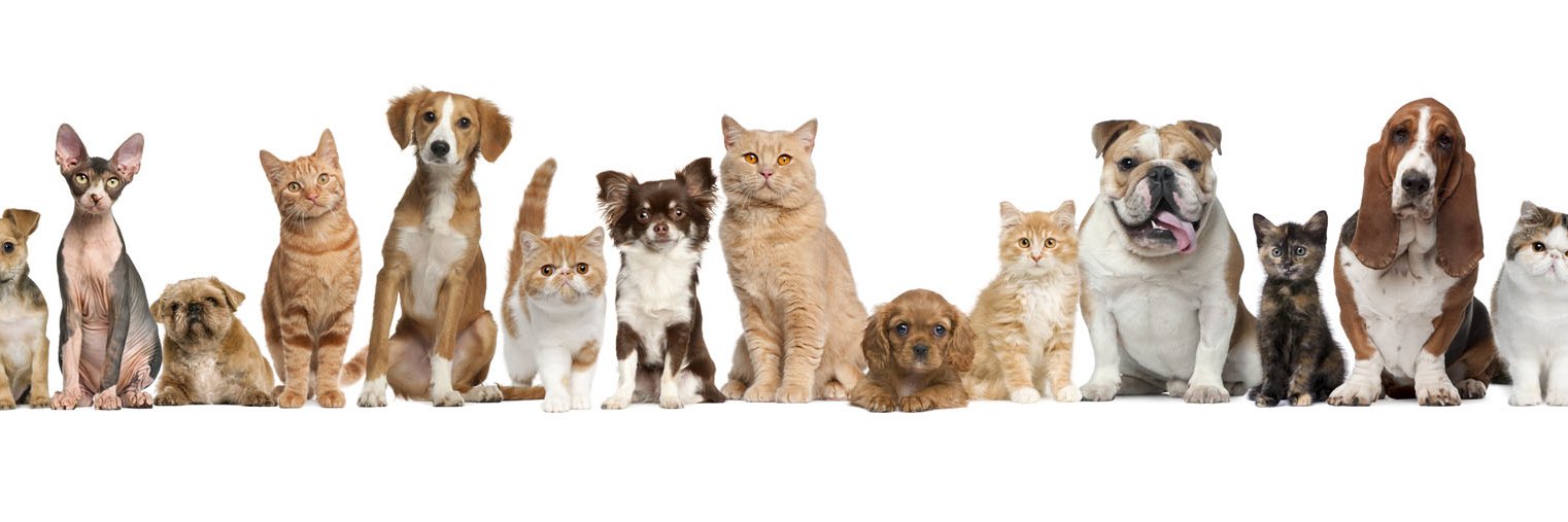 PawsAcrossPgh's profile banner image