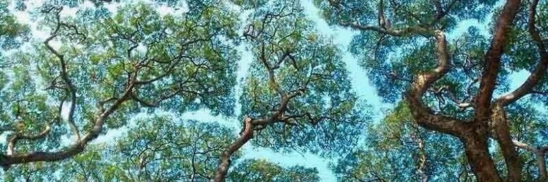 Karina Arellano banner