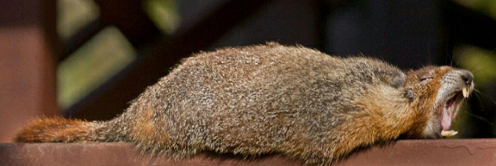 WildeLily's profile banner image