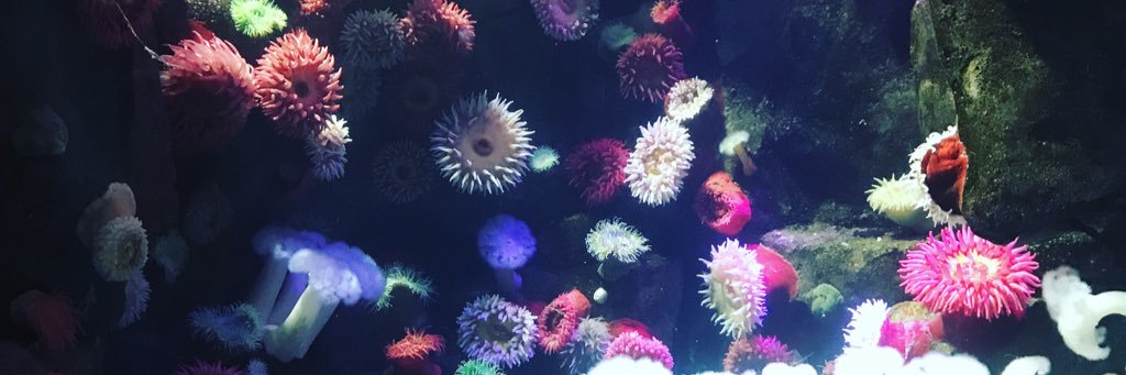 Chatyss's profile banner image