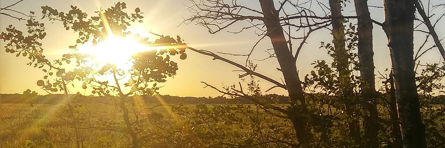 Country_bee's profile banner image