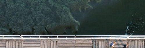 Brigida Holly banner