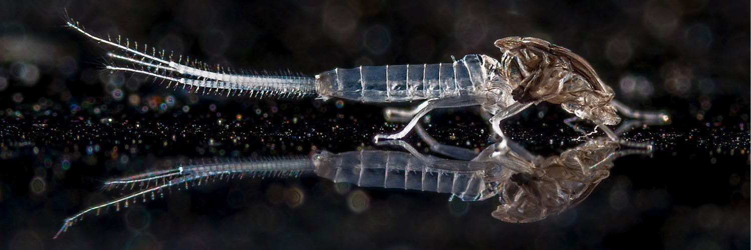 Distinctly Average🇺🇦 banner