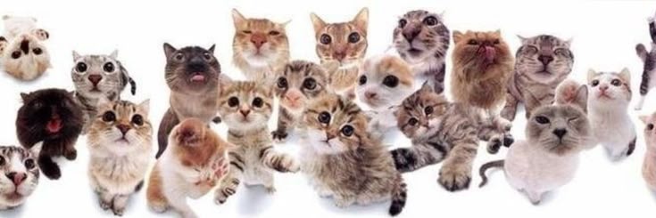meowbloom's profile banner image