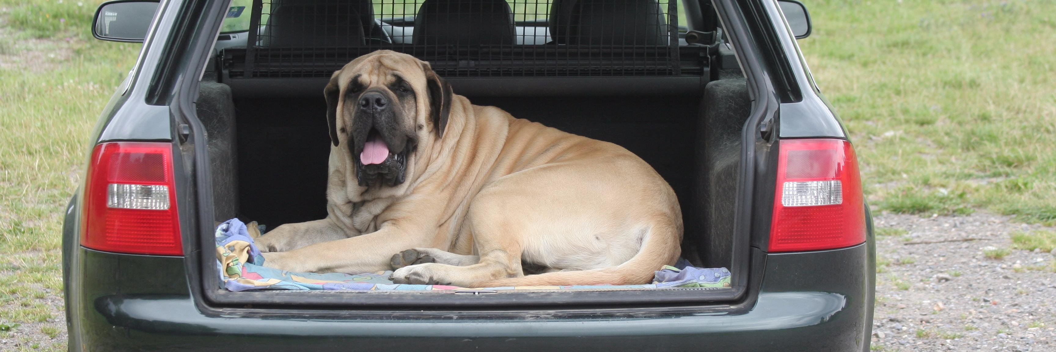 lovencarepets's profile banner image