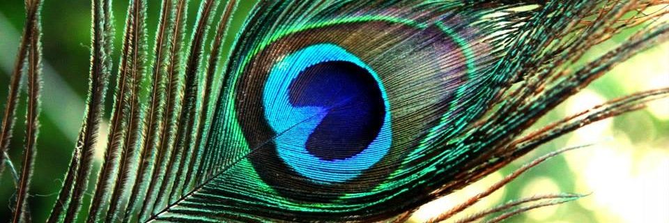 kamalᴰᴱᴿ banner
