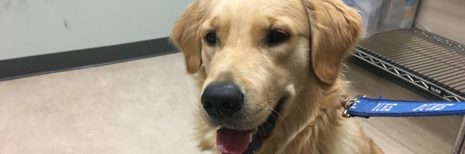 talkinggoldens's profile banner image