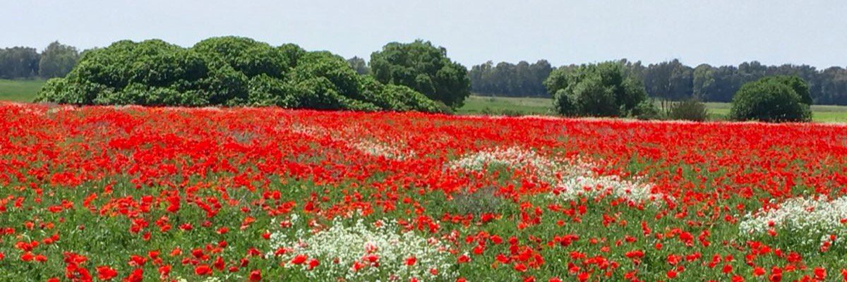 MartaFerrucci's profile banner image