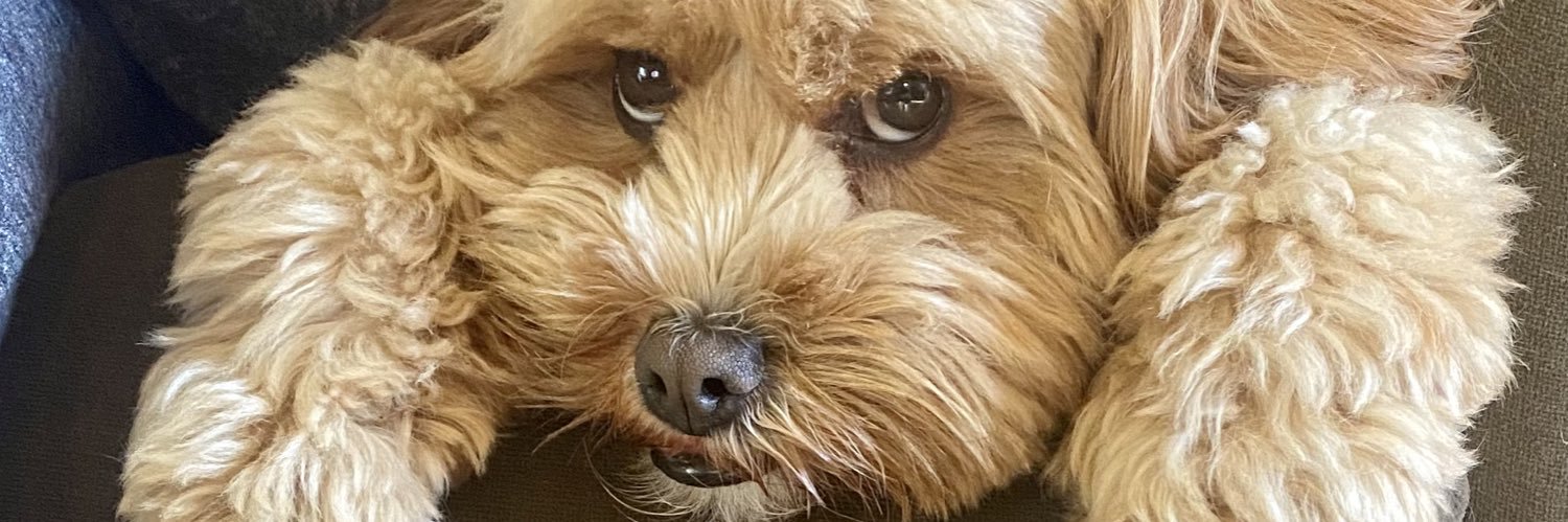 BeaverBnut's profile banner image