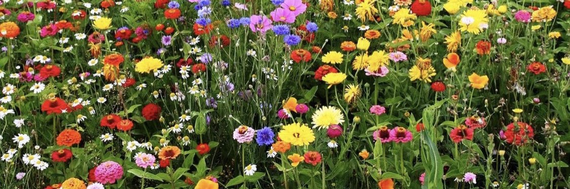wendynum's profile banner image