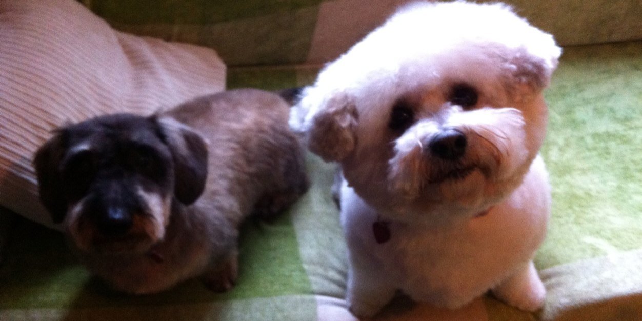 🇪🇺 Michelle 🇬🇧 in 🇳🇿 banner