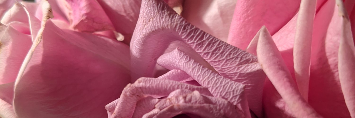 Stephanie Evans banner