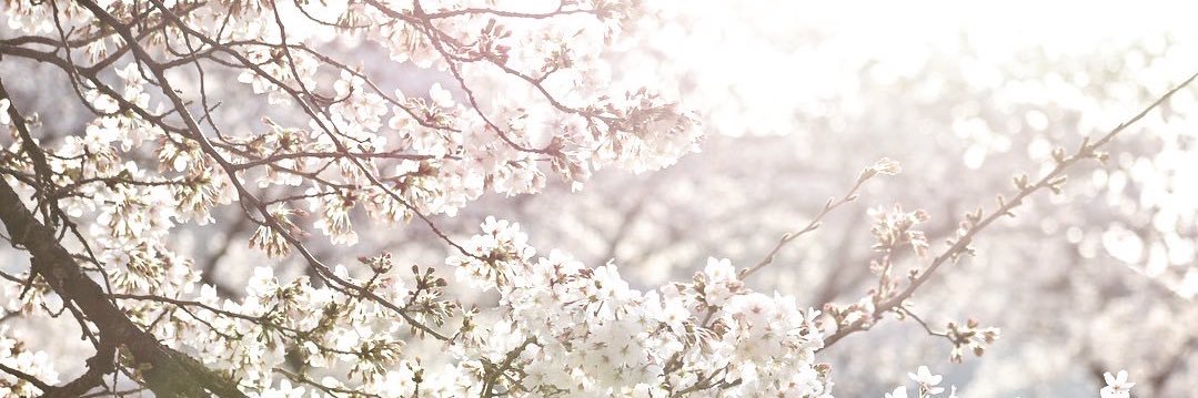 maple_0317's profile banner image