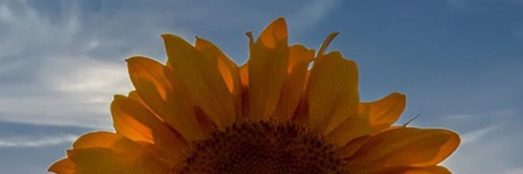 cgpc_l's profile banner image