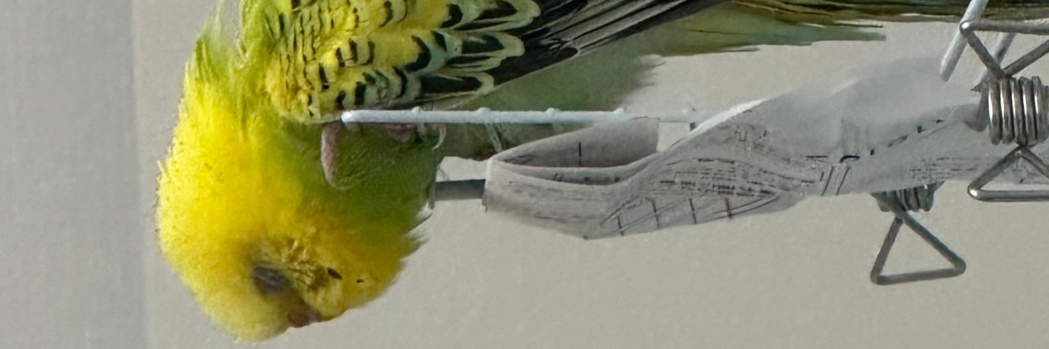 chaneko_net's profile banner image