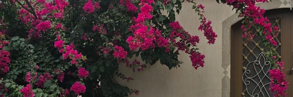 ☆👱‍♀️ ☆ banner