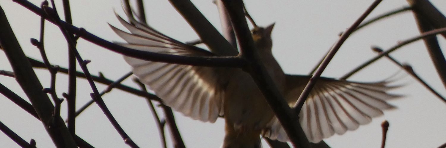 taracindy's profile banner image