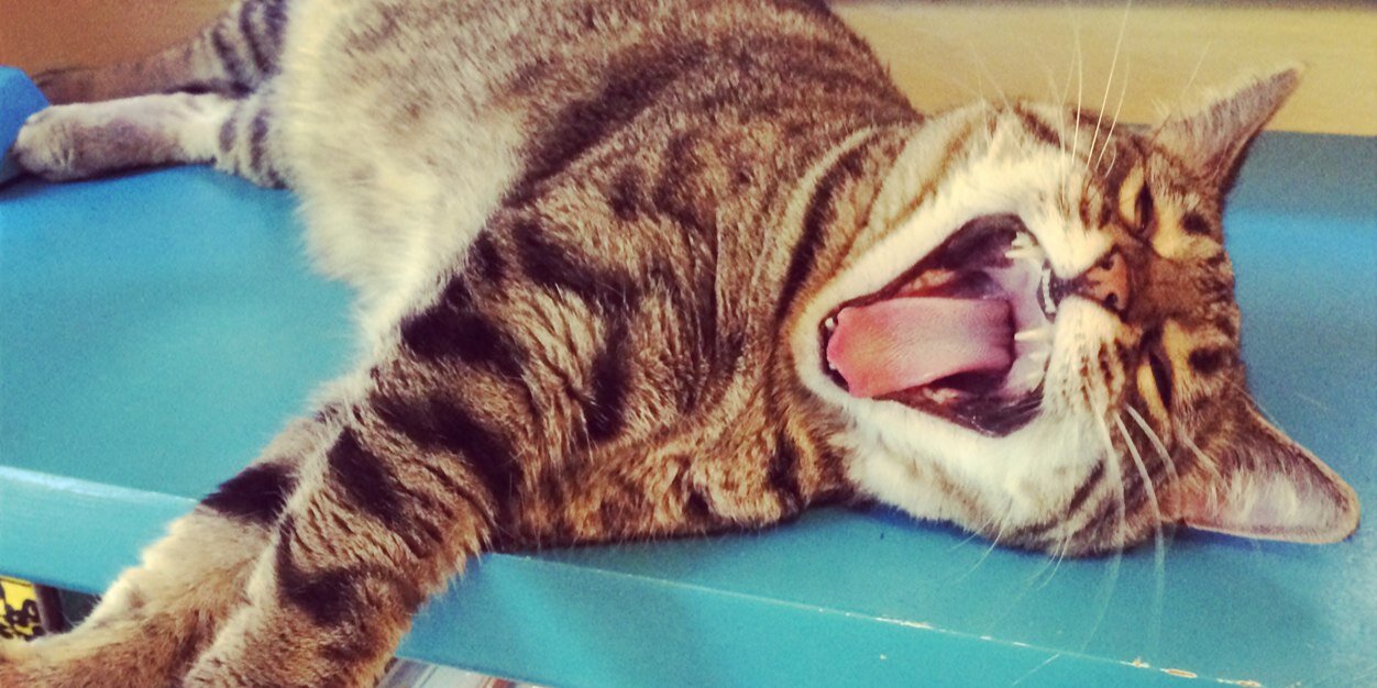 fmouthedfelines's profile banner image