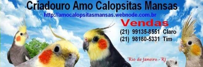 FLAVIOCALOPSITA's profile banner image