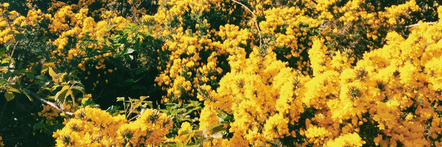 AlisonBrown_'s profile banner image