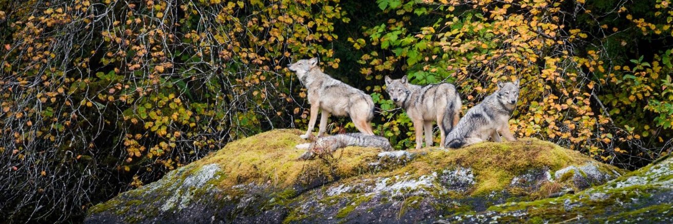 RogueWolfUK's profile banner image