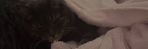 albertdong_ Profile Banner