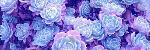 BrightFlowerss's profile banner image