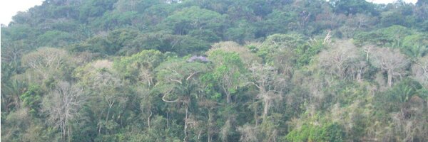 forestecogrp Profile Banner