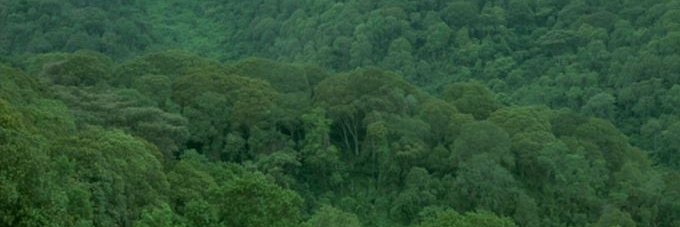 Tanzania Forest Services Agency banner