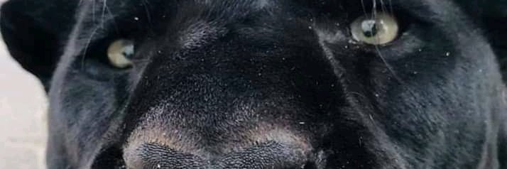 Quebompravoce's profile banner image