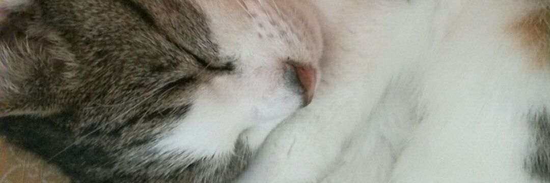 OMissyAngel's profile banner image