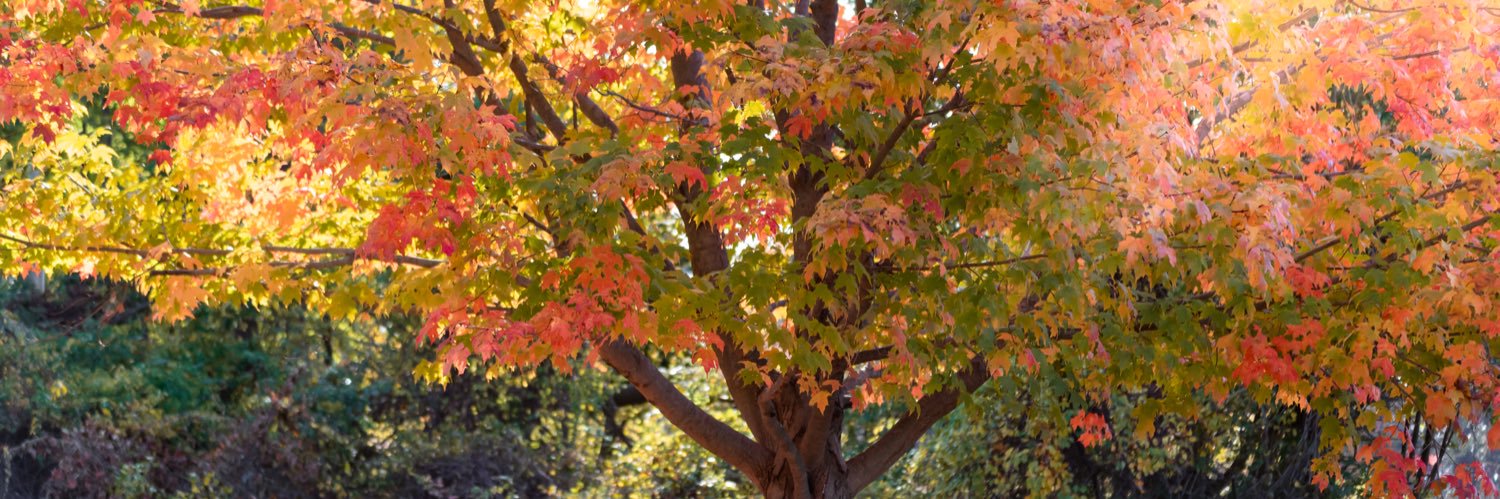 Allison Talon 🩺 banner