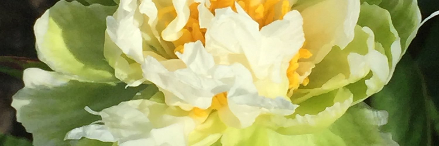 SandraJ banner