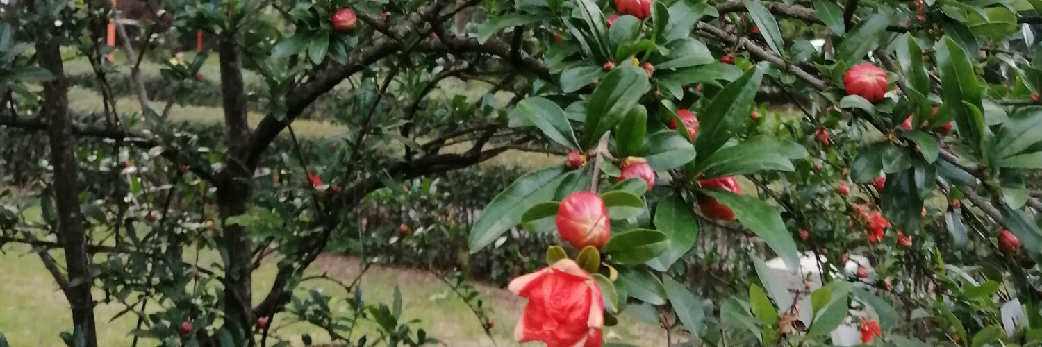 BetulSalkim's profile banner image