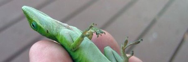 sh_in_ys Profile Banner