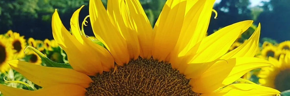 Arianii17's profile banner image
