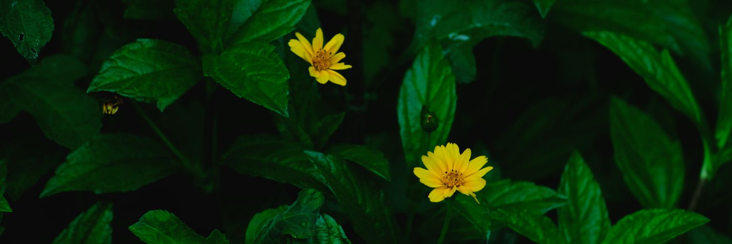 SupraHans's profile banner image