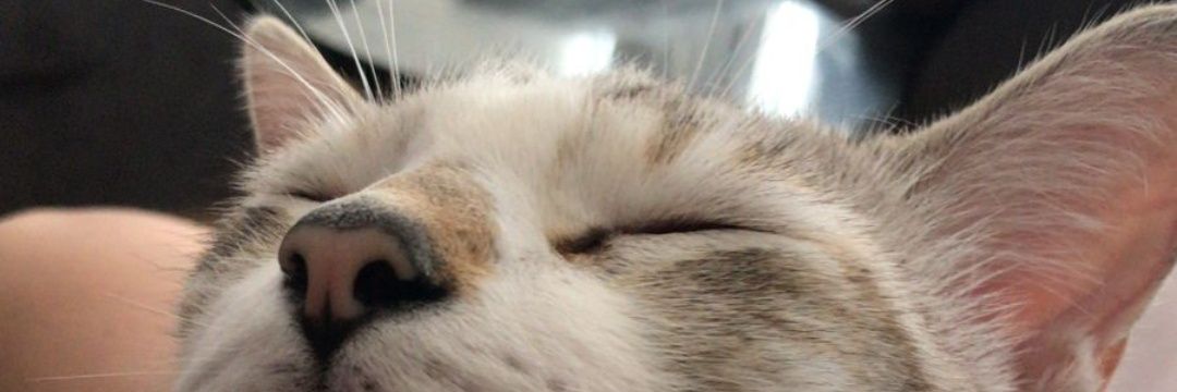 ferubr's profile banner image