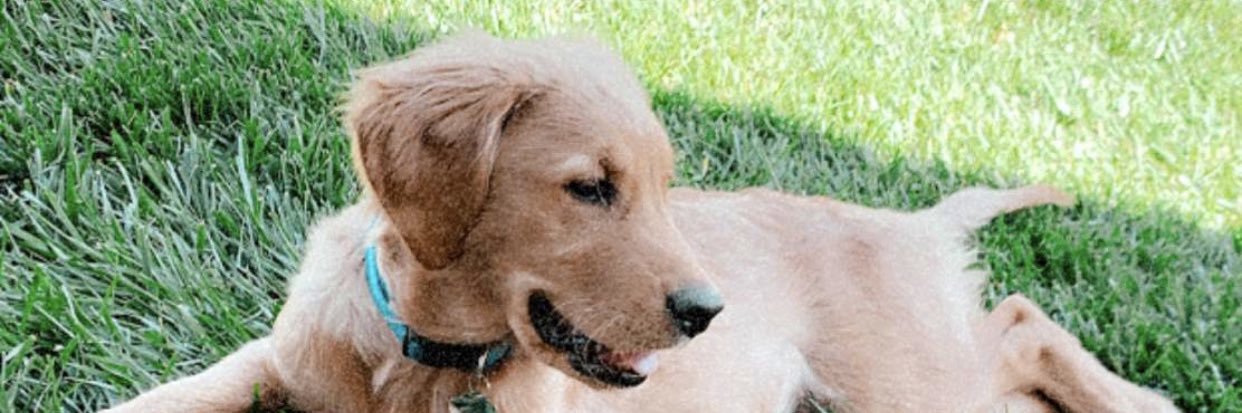 kelteeshelley's profile banner image