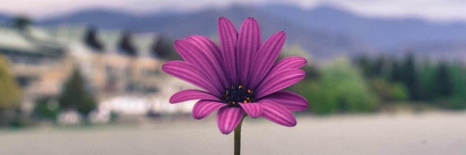 SofiColliPietra's profile banner image